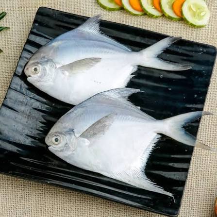 White Pomfret