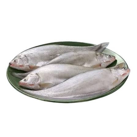 Foli Mach Curry Cut (800-1kg 2 Full PCS)