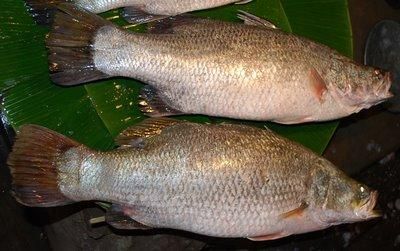 Kolkata Bhetki Curry Cut Pcs with Head